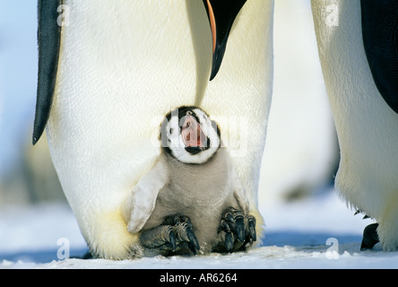Emperor Penguin Aptenodytes fosteri chick begging for food while being brooded on mothers feet weddell Sea Antarctica November Stock Photo