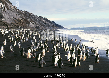 Chinstrap Penguins Pygoscelis antarctica gathered on beach at Baily Head Deception Island Antarctica January Stock Photo
