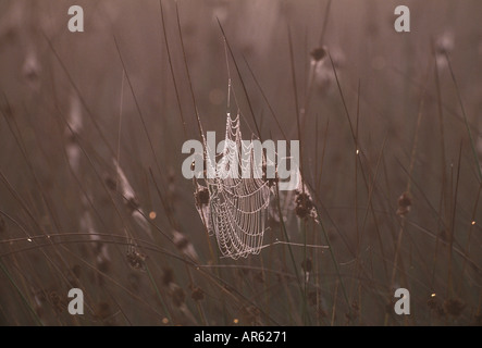 Spiders web covered in dew drops dawn autumn uk Stock Photo
