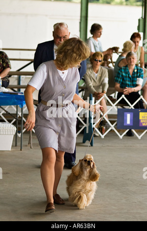 Woman Showing American Cocker Spaniel in Small Town Conformation Dog Show Corydon Indiana Stock Photo