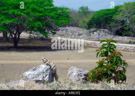 Black iguana in Labna ruins, Yucatan State, Mexico, North America Stock Photo