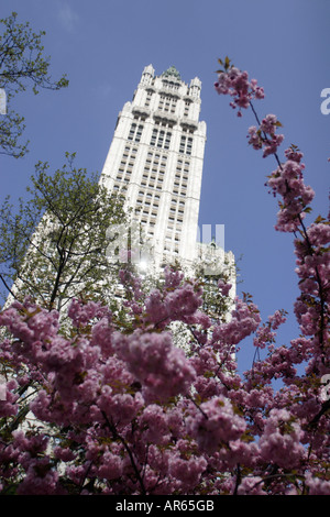 Woolworth Building, Broadway, Spring, Manhattan, New York City, New York, United States of America, U.S.A. Stock Photo