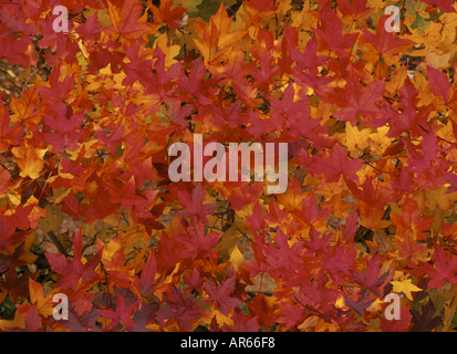 The liquid amber foliage of an Acer in Sheffield Park in late autumn Stock Photo