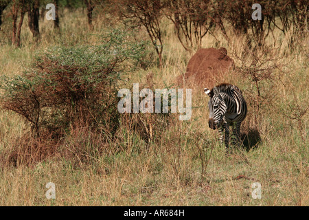 Zebra in the Serengeti NP Tanzania Stock Photo