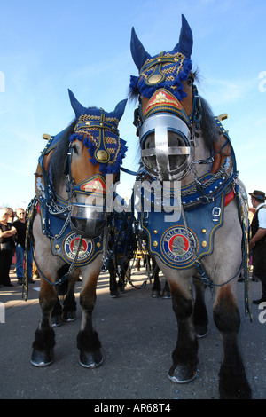 munich oktoberfest brewery bavaria horse team germany alamy