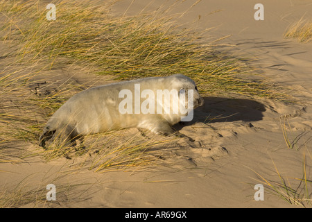 Grey Seal Halichoerus grypus pup Stock Photo