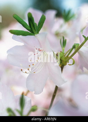 Azalea flower Stock Photo