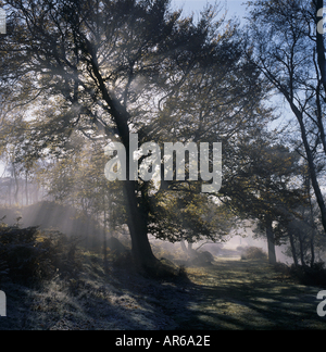 Sunlight streaming through trees shrouded in mist in Greenwood on the Longshaw Estate Stock Photo