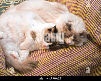 Two ten months old twin Ragdoll kittens sleeping together in a chair Stock Photo