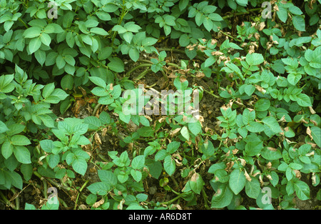 Potato late blight Phytophthora infestans infection in potato crop Stock Photo
