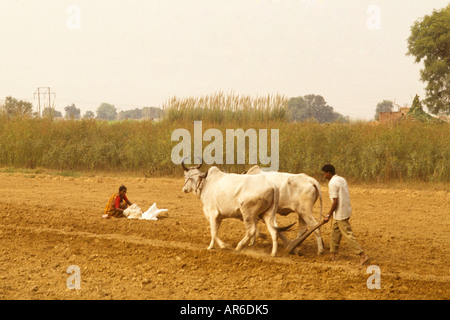 Poor farming family tending to fields with old fashion water buffalo and plow near New Delhi India Stock Photo