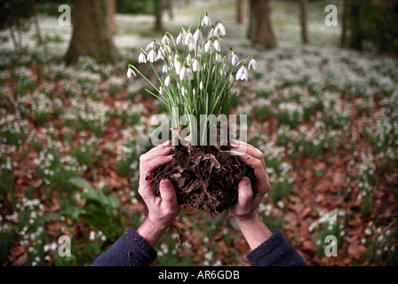 EARLY SNOWDROPS AT PAINSWICK ROCOCO GARDENS NEAR STROUD GLOUCESTERSHIRE UK