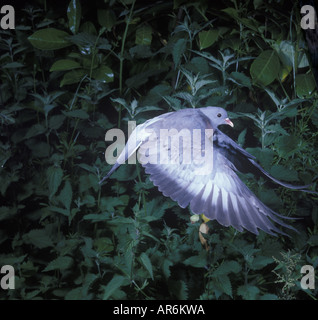 Stock Dove Columba oenas In flight Stock Photo