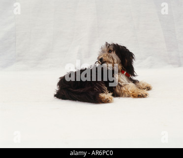 Scruffy brown and black dog lying down, stretching head over his shoulder, grooming long back fur with his mouth, red collar. Stock Photo