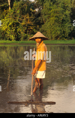 rice straw paddie farming doing hat traditional man flooded alamy bali indonesia fields