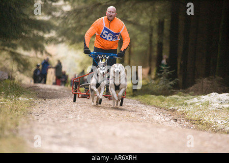 Dog Sport Scotland Husky Huskies sled dog racing in Ae Forest Dumfries and Galloway UK Stock Photo