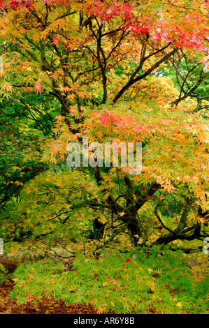 Green Yellow Red Changing Autumn colours of Smooth Japanese maple Acer palmatum Stock Photo