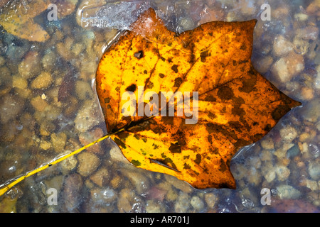 Yellow and Orange Poplar leaf in riverbed with ice Stock Photo