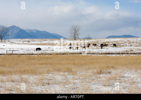Horse Ranch with the Rocky Mountain Winter as a backdrop Stock Photo
