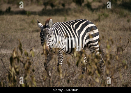Chapman s Burchell s or Plains Zebra Hell s Gate NP Kenya Stock Photo