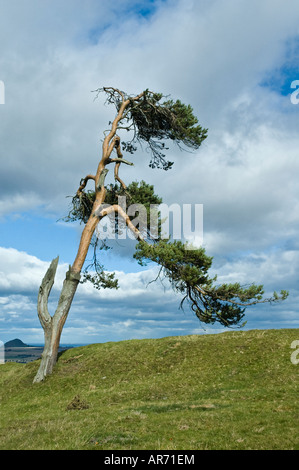 Lonely, windswept pine tree in Scotland Stock Photo