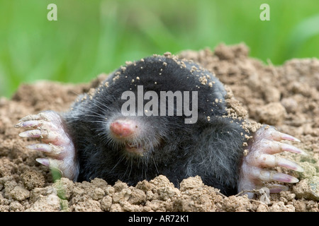 European Mole, Maulwurf, Talpa europaea Stock Photo