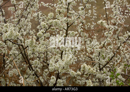 Blackthorn Prunus spinosa Blossom Stock Photo