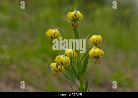 Pyrenean Lily Lillium pyrenaicum Photographed in Pyrenees France Stock Photo