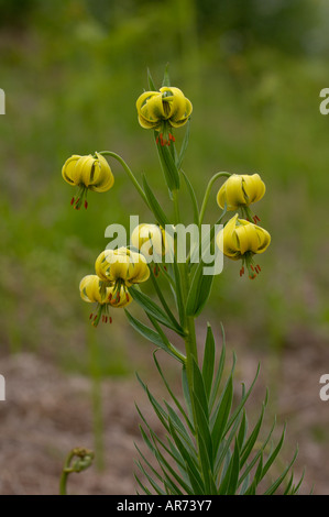 Pyrenean Lily Lillium pyrenaicum Photographed in Pyrenees France Stock Photo