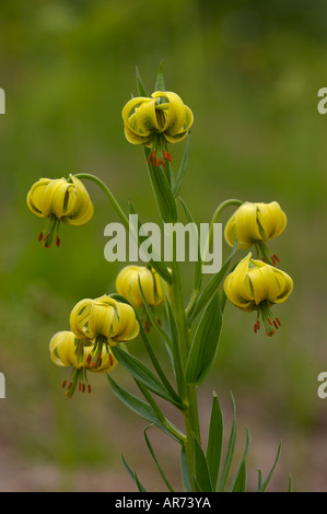 Pyrenean Lily Lillium pyrenaicum Photographed in Pyrenees France Stock Photo