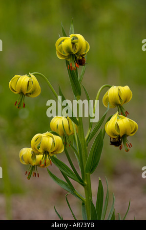 Pyrenean Lily Lillium pyrenaicum With bees taking pollen Photographed in Pyrenees France Stock Photo