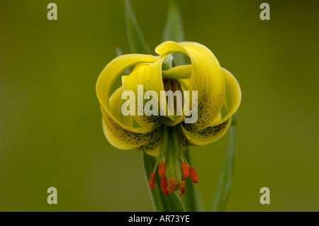 Pyrenean Lily Lillium pyrenaicum Photographed in Pyrenees France Stock Photo