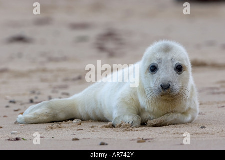 Grey Seal Halichoerus grypus pup on beach Stock Photo