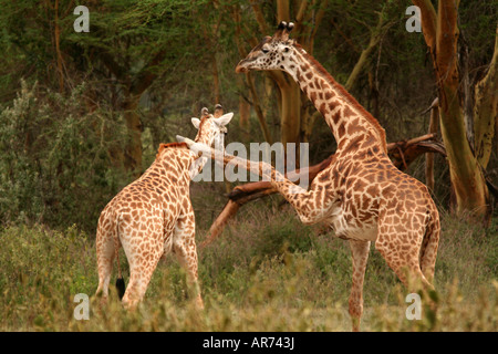 Pair of Rothschild s Giraffes fighting Hell s Gate NP Kenya