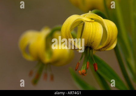 Pyrenean Lily Lillium pyrenaicum Photographed in Pyrenees France Stock Photo