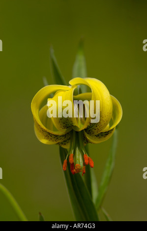 Pyrenean Lily Lillium pyrenaicum Photographed in Pyrenees France Stock Photo