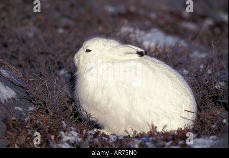 Alpenschneehase Lepus Timidus Mountain Hare Stock Photo