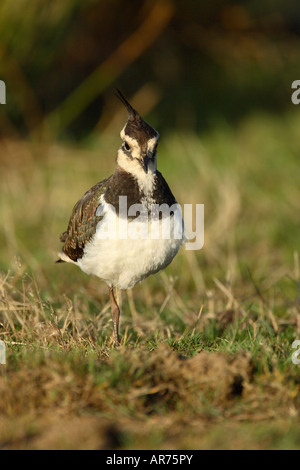 Northern Lapwing Vanellus vanellus standing on one leg facing camera Stock Photo