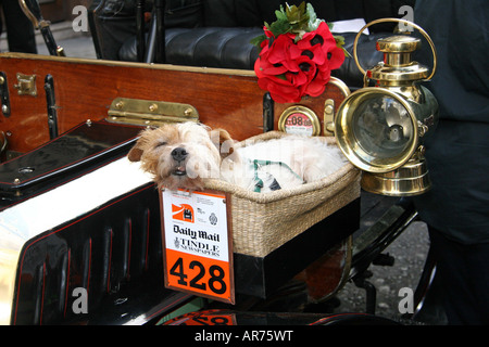 Dog asleep in a basket on the front of a 1904 De Dion Boulton Reg. No. CL142  Mr Edwin Jowsey  North Yorkshire No.428 Stock Photo