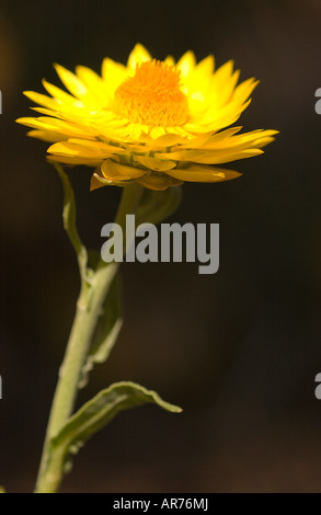 Everlasting Daisy Daisies Brachyscome sp Rhodanthe sp Stock Photo