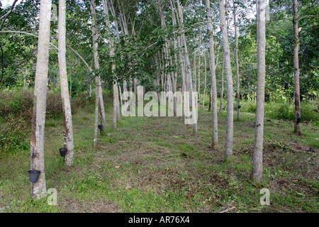 Rubber Plantation In Malaysia Stock Photo - Alamy