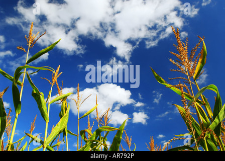 Farm field with growing corn under blue sky Stock Photo - Alamy