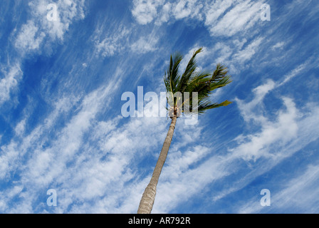 A Florida coconut palm tree bows in the wind with cirrus clouds against a blue sky as a backdrop Stock Photo