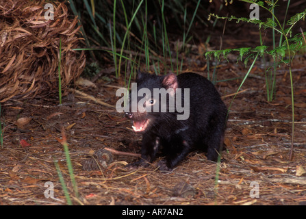 Tasmanian Devil Sarchopilus harrisii Young devil Photographed in Tasmania Australia Stock Photo