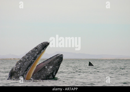 Grey Whale Eschrichtius robustus San Ignacio Lagoon Mexico Baja California spyhopping Stock Photo