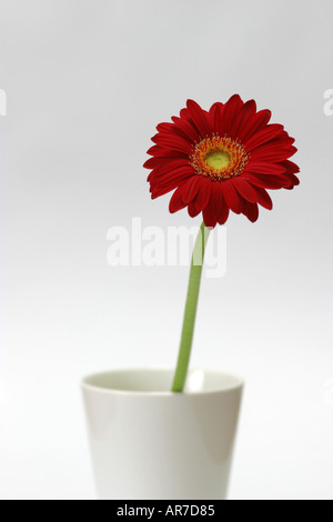 Single red gerbera flower against a white background in a white vase Stock Photo