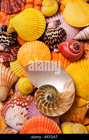 Assorted sea shells Stock Photo
