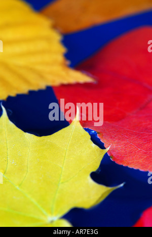 Colorful fall leaves floating in blue water Stock Photo