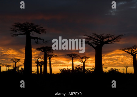 Grandidier's Baobabs At Dusk. Near Morondava, Western Madagascar Stock ...