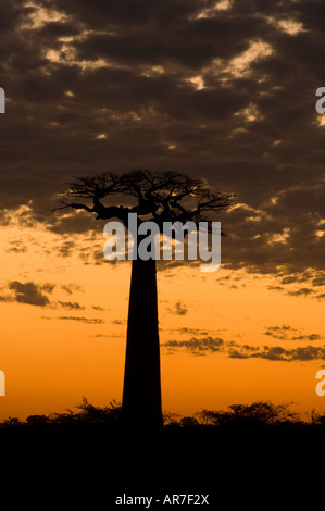 Grandidier's baobab, Adansonia grandidieri, Avenue of the baobabs, near Morondava, Madagascar Stock Photo